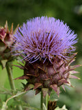 Cardoon 'Rouge d'Alger'
