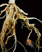 Tiger Nut 'Sativus'