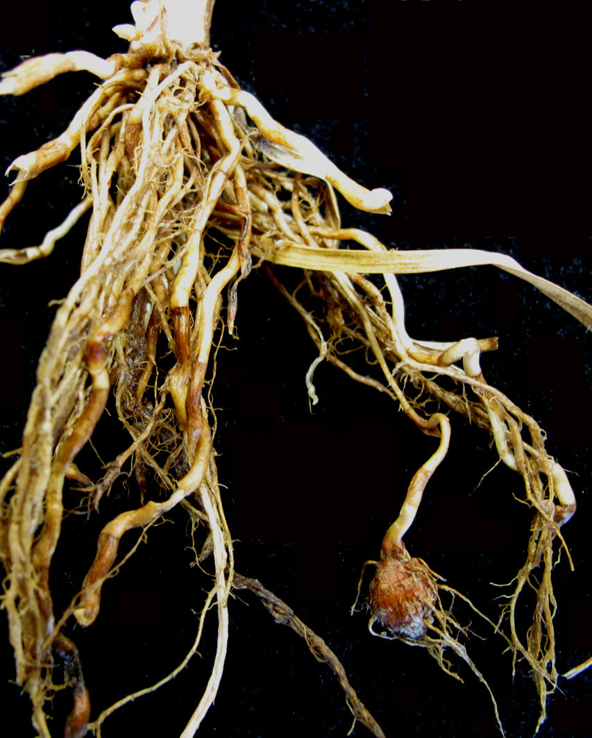 Tiger Nut 'Sativus'