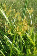 Tiger Nut 'Sativus'