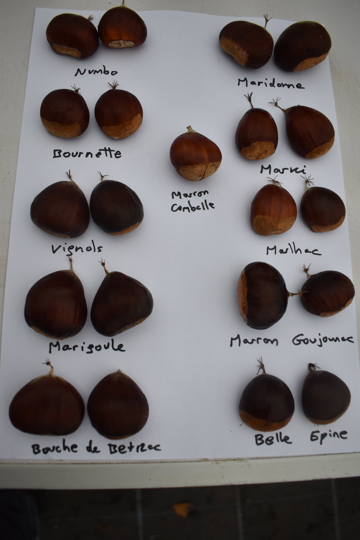Chestnut 'Numbo'