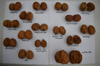 Walnut '139'