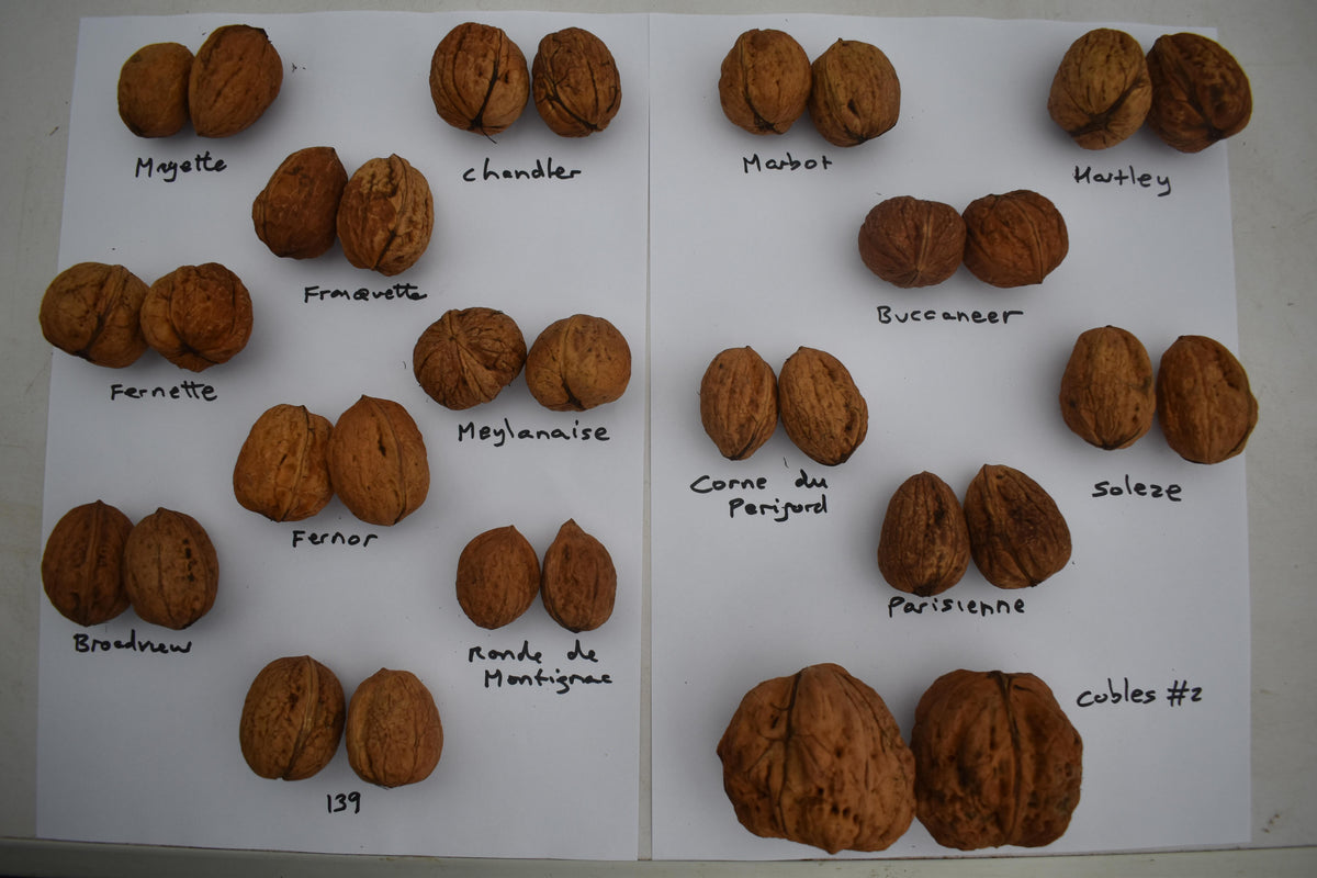 Walnut '139'