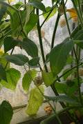Peruvian Ground Cherry 'Giant'