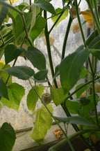 Peruvian Ground Cherry 'Giant'