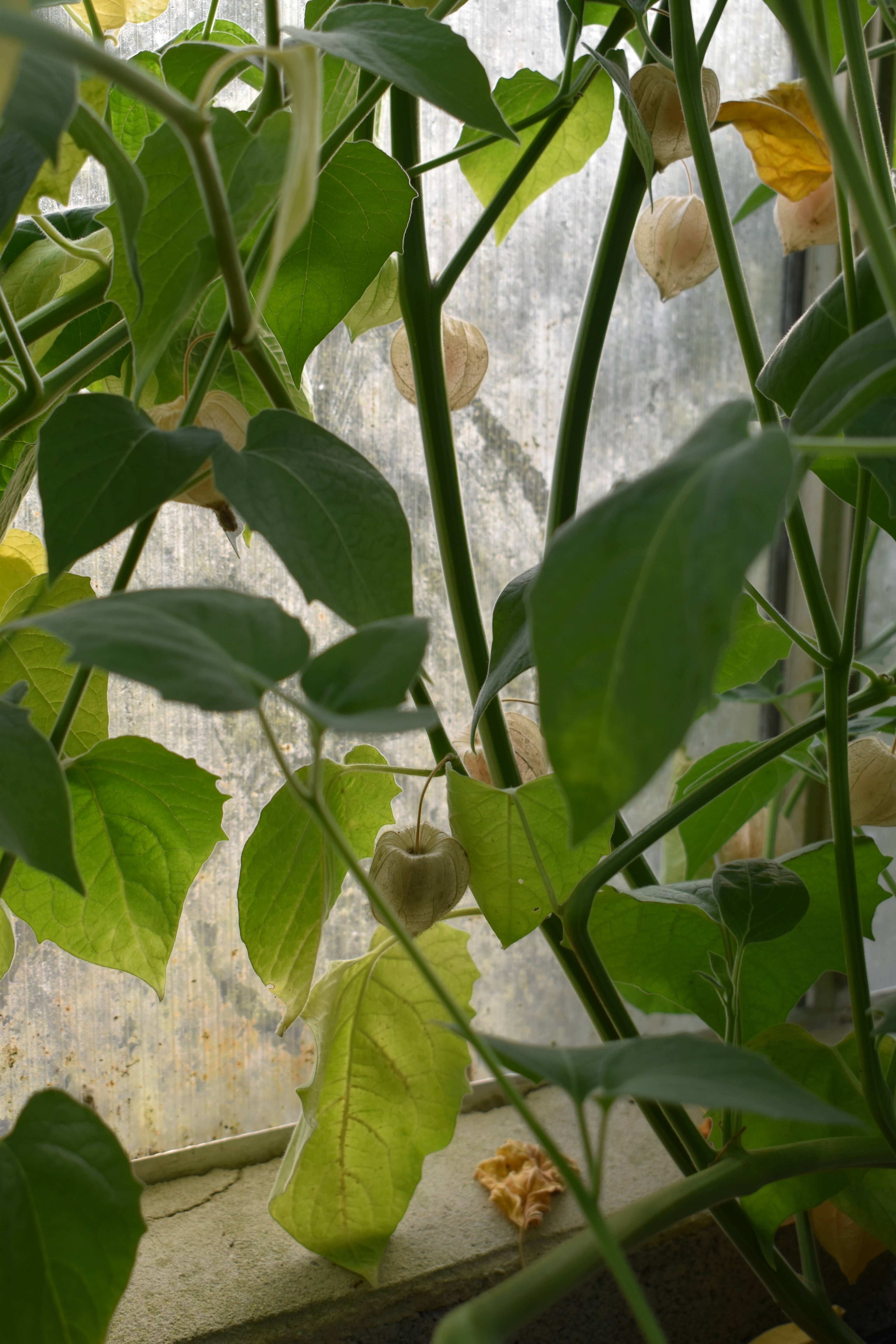 Peruvian Ground Cherry 'Giant'