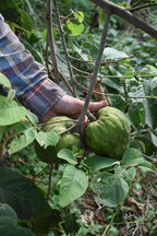 Custard Apple
