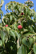 Chinese Dogwood