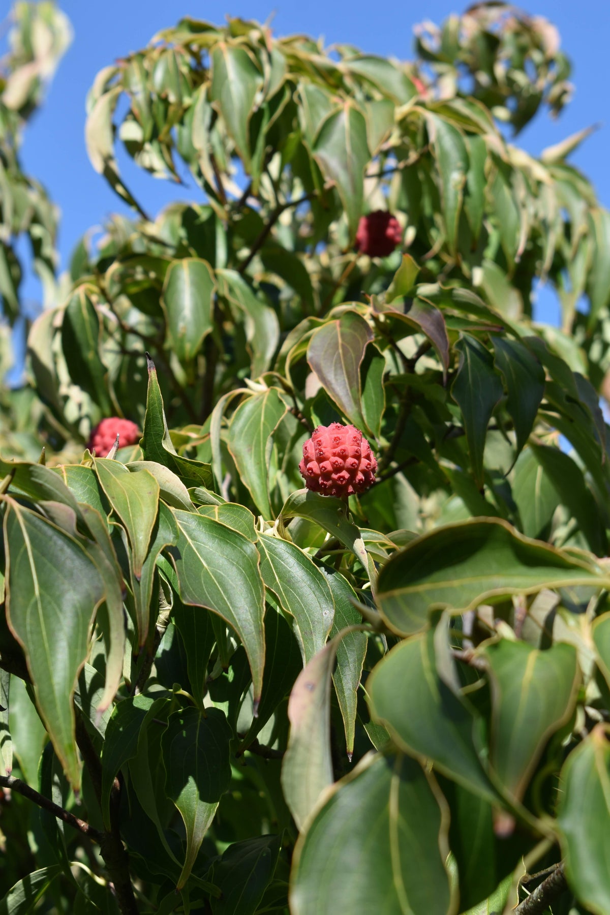 Chinese Dogwood