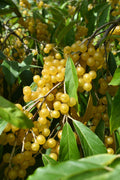 Autumn Olive 'Amber'