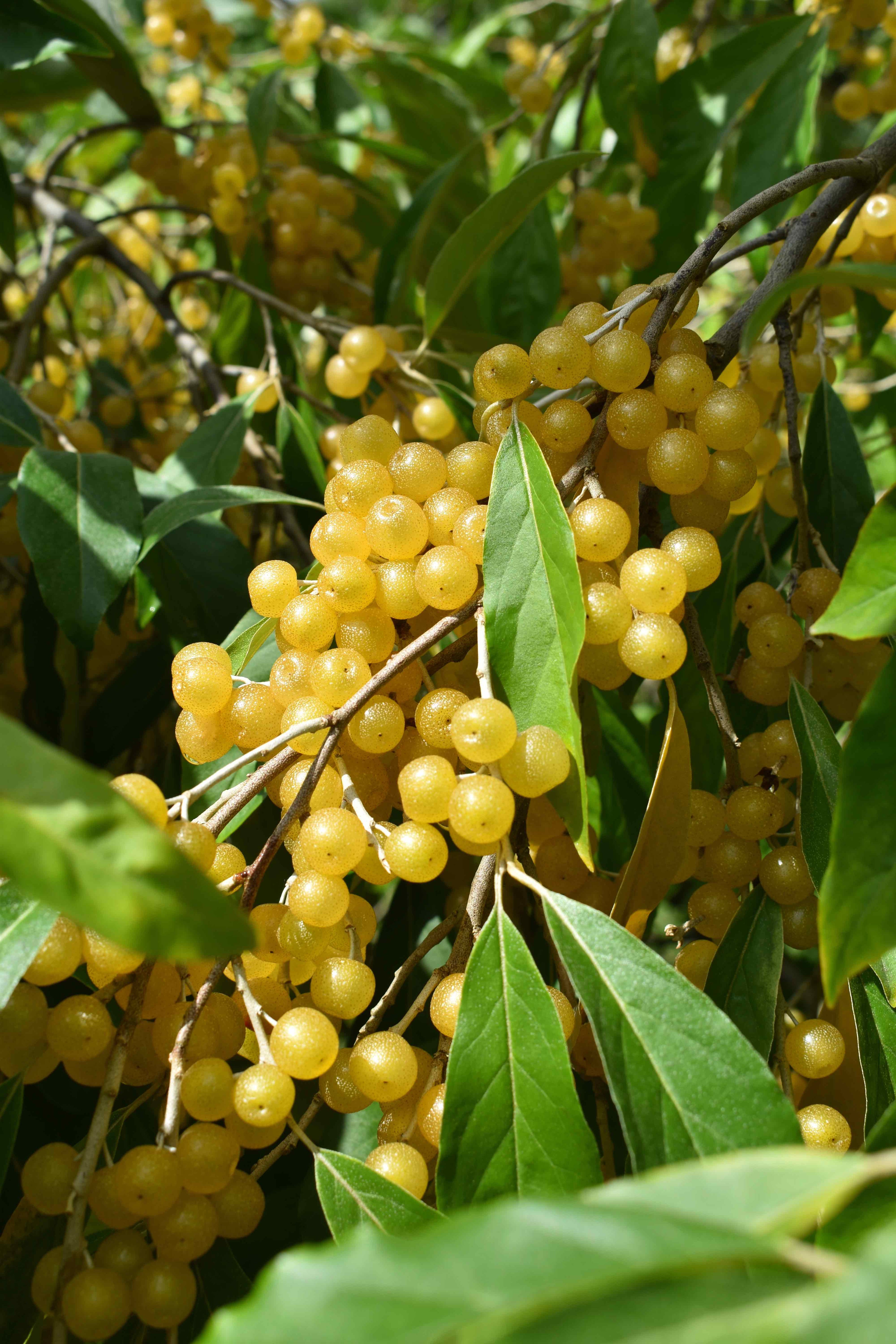 Autumn Olive 'Amber'