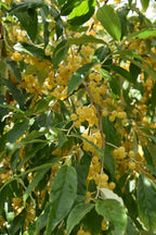 Autumn Olive 'Amber'