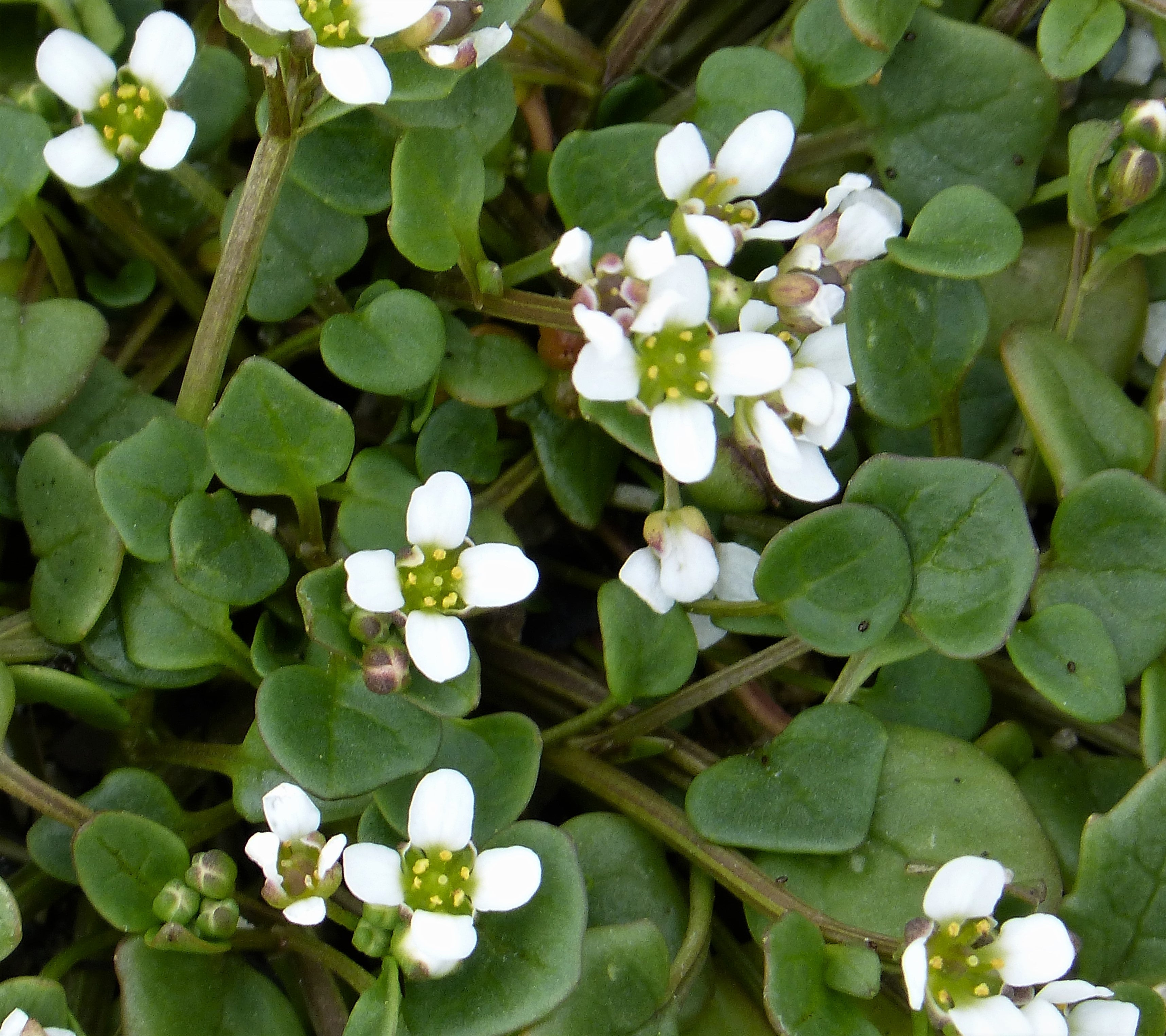 Danish Spoonwort