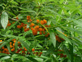 Suhosine Mulberry 'Elite'