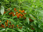 Suhosine Mulberry 'Elite'