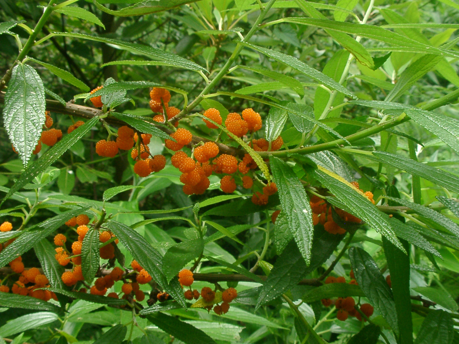Suhosine Mulberry 'Elite'