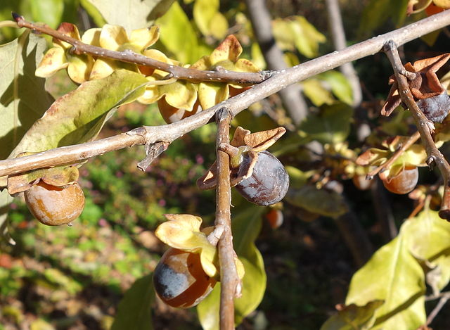 Date Plum