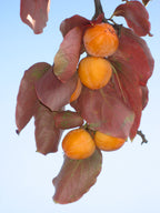 Persimmon 'Nikita's Gift'