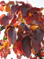 Persimmon 'Nikita's Gift'