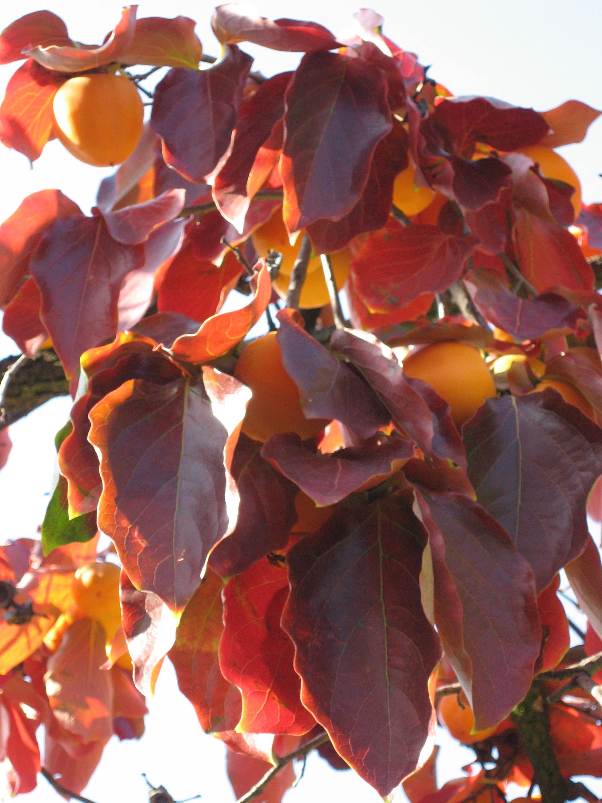 Persimmon 'Nikita's Gift'