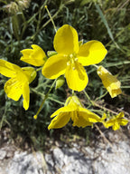 Perennial Wall Rocket