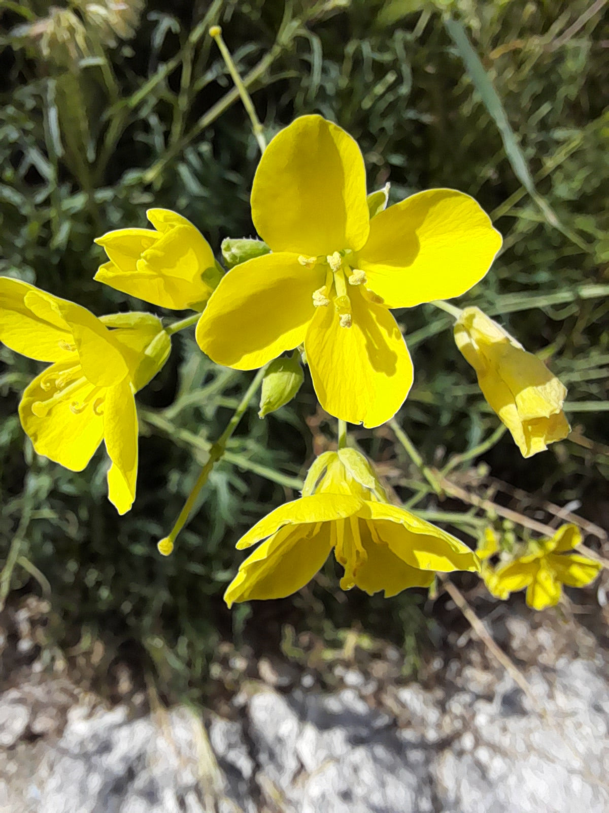 Perennial Wall Rocket