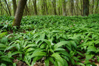 Wild Garlic