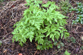 Korean Celery