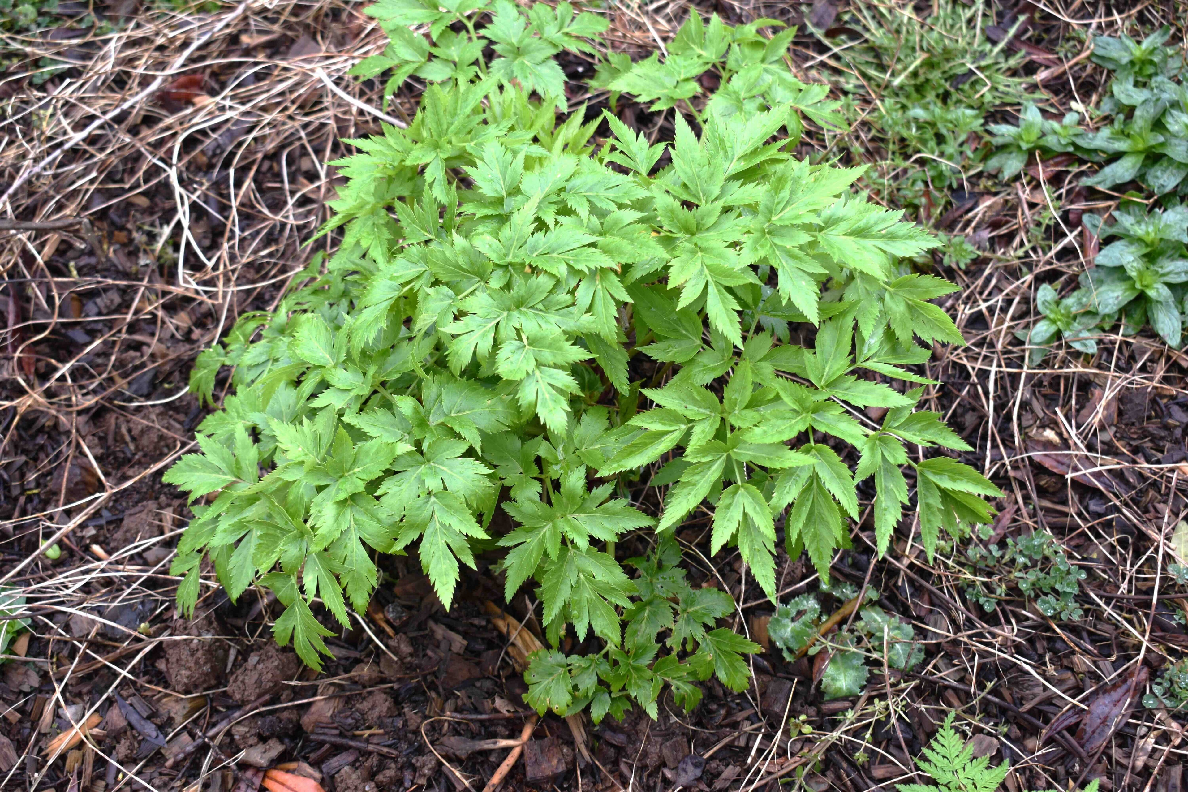 Korean Celery