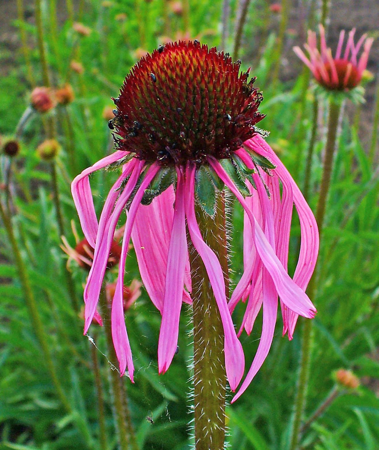Pale Purple Coneflower