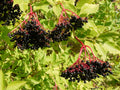 Elder 'Haschberg'