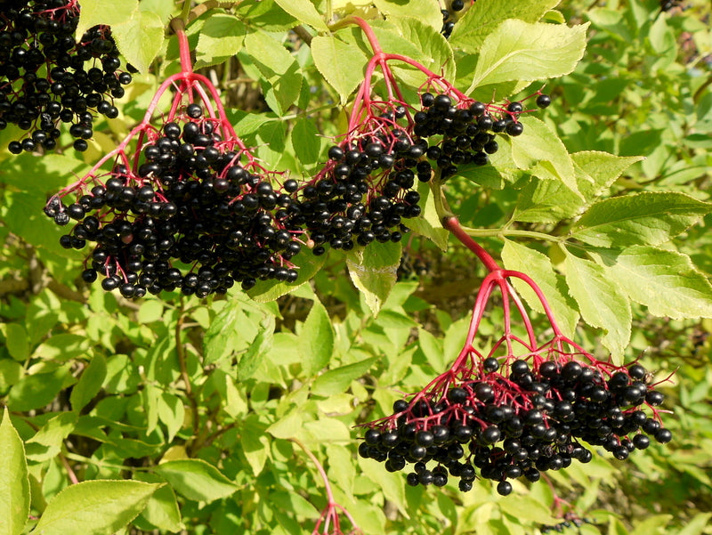 Elder 'Haschberg'