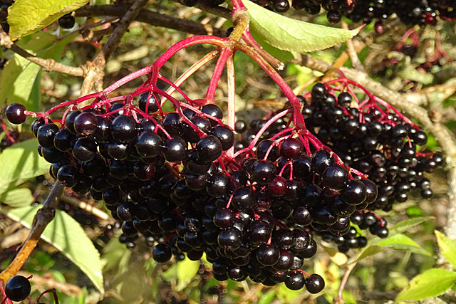 American Elder 'Johns'