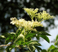Elder 'Haidegg 17'