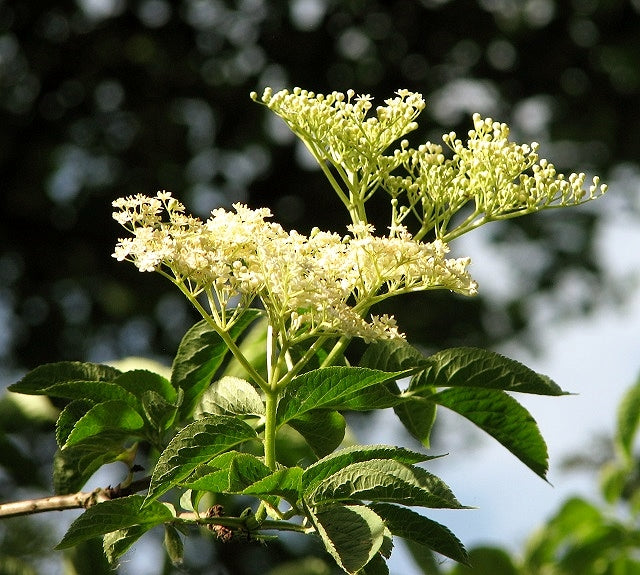 Elder 'Haidegg 17'