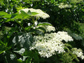 Elder 'Bradet'