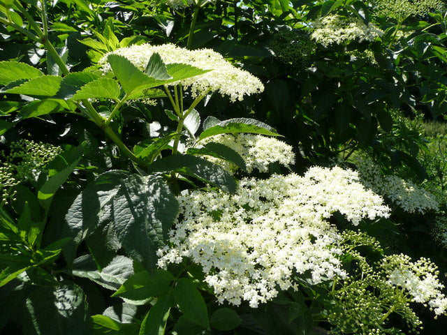 Elder 'Bradet'