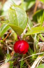 Wintergreen