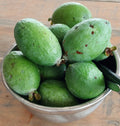 Pineapple Guava 'Mammouth'