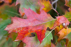 Red Oak