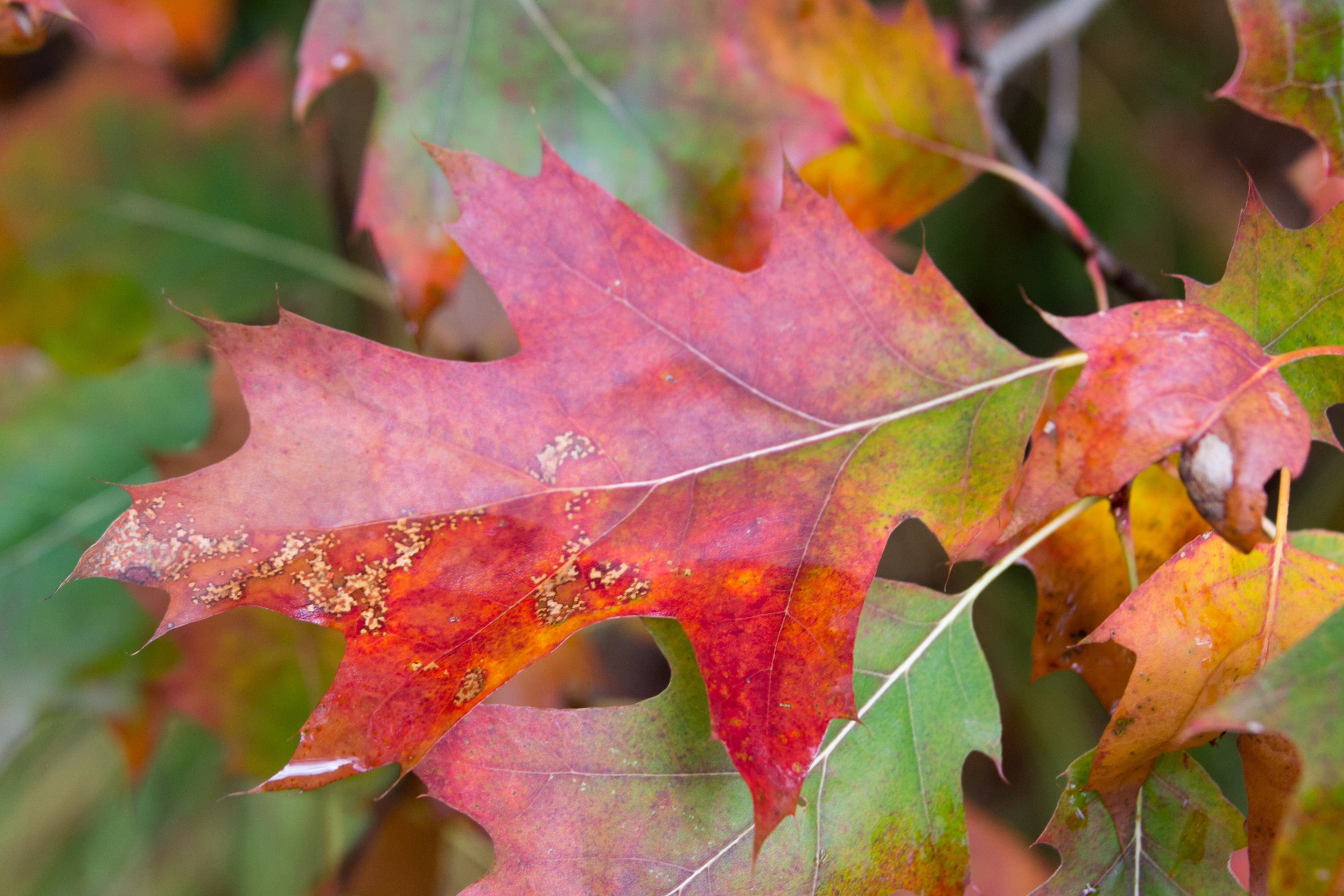 Red Oak