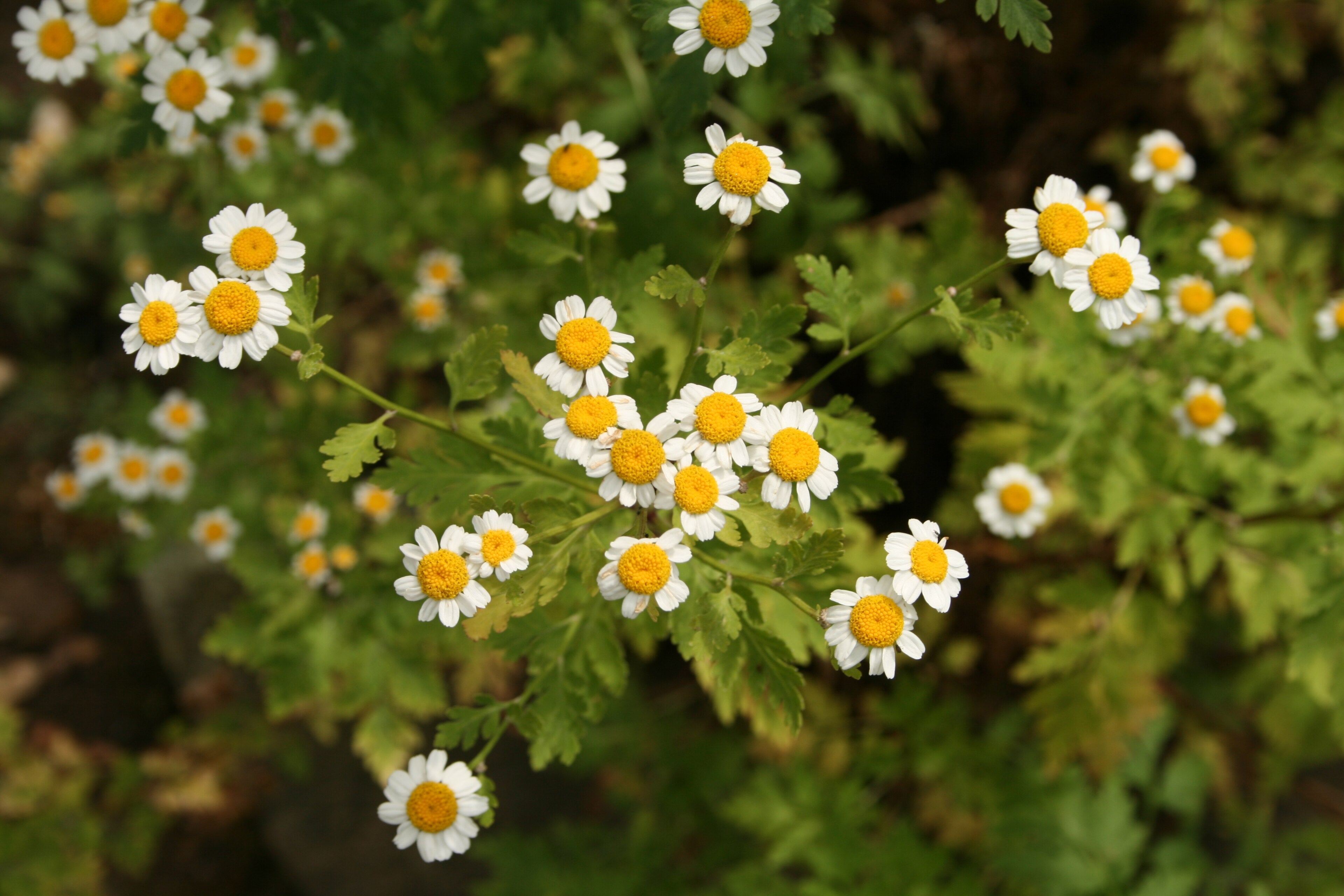 Feverfew