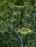Wild Fennel
