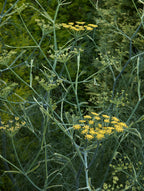 Wild Fennel