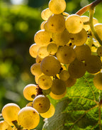 Grape 'Lakemont'