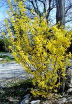 Forsythia 'Lynwood'