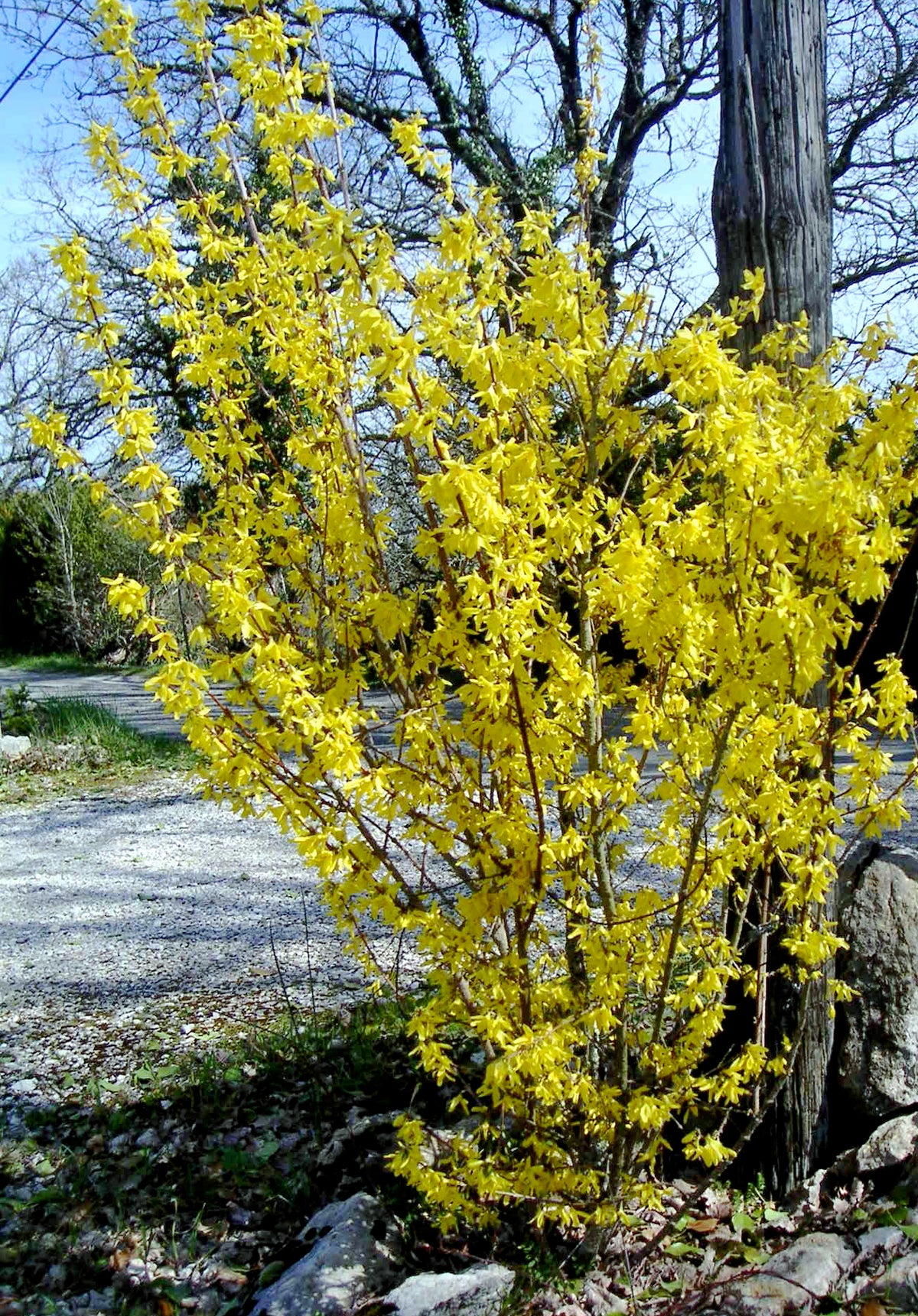 Forsythia 'Lynwood'