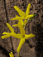 Forsythia 'Lynwood'