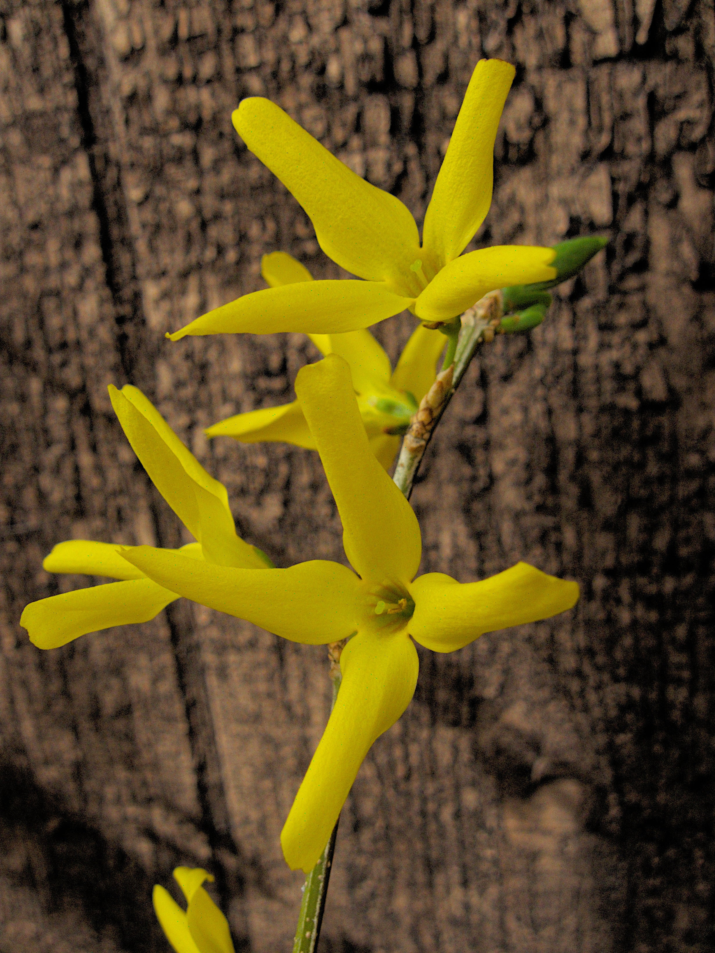 Forsythia 'Lynwood'