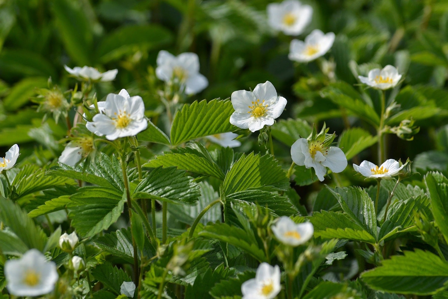 Alpine Strawberry